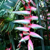 Sexy_pink_heliconia