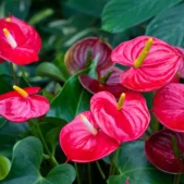 anthuriums