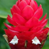 ginger - jungle king