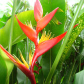 heliconia-beharry