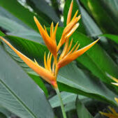 heliconia golden torch