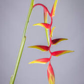 heliconia - sexy orange
